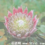 镇海帝王花（菩提花）的花语