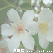 镇海油桐花的花语