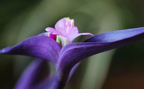 镇海兰花花语、玉兰花花语是什么？适合送什么人？