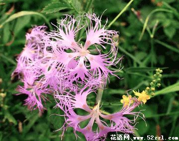 镇海瞿麦的花语