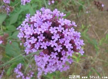 镇海百里香（麝香草）的花语