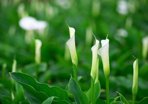 镇海海芋花的花语是什么