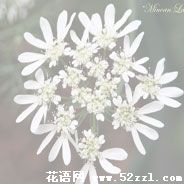 镇海蕾丝花的花语