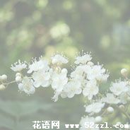 镇海珍珠梅的花语