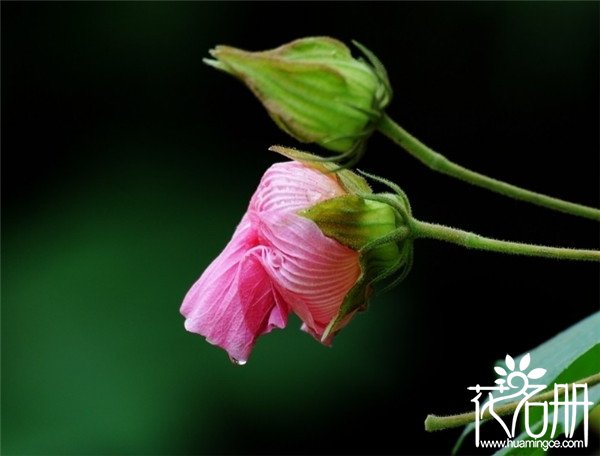 镇海芙蓉花花语是什么，贞操/纯洁/纤细之美