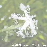 镇海变色瓜的花语