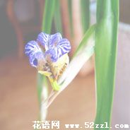 镇海孔雀兰的花语