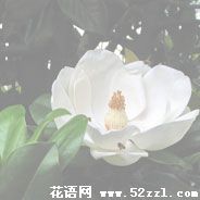 镇海广玉兰（荷花玉兰）的花语