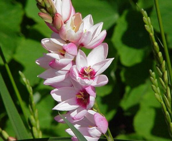 镇海玉米百合花的花语 勇敢和执着的爱