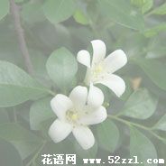 镇海九里香的花语