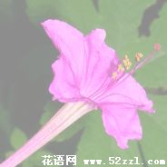 镇海胭脂花的花语