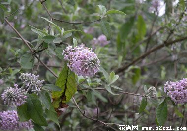 镇海密蒙花的花语