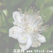 镇海香不桃的花语