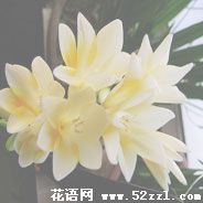 镇海香雪兰（小苍兰）的花语