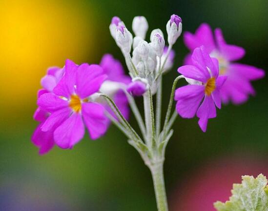 镇海樱花草花语及传说故事