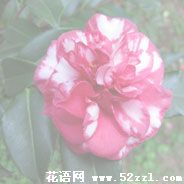 镇海红色茶梅的花语