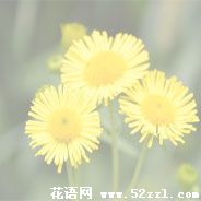 镇海六月菊的花语