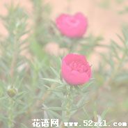 镇海半枝莲（韩信草）的花语