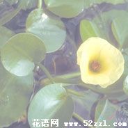 镇海萍逢草的花语