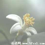 镇海柠檬花的花语