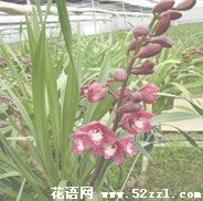 镇海大花蕙兰的花语