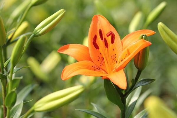 镇海百合花花语是什么，代表着美好的家庭和伟大的爱