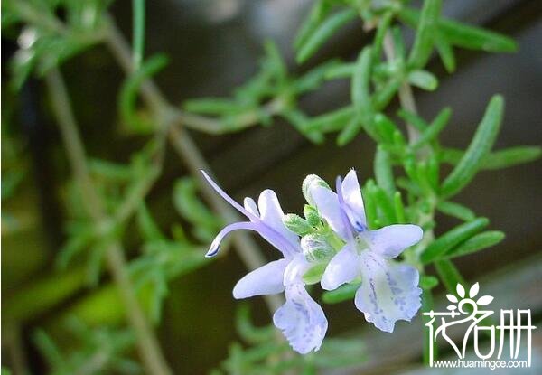 镇海迷迭香的花语是什么 留住美好的回忆