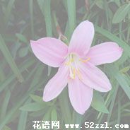 镇海韭菜兰的花语