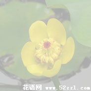 镇海萍蓬草的花语