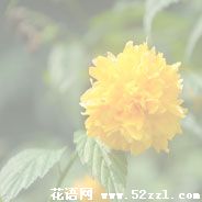 镇海棣棠花的花语