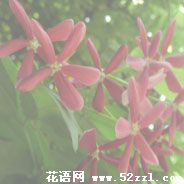 镇海使君子（留球子）的花语