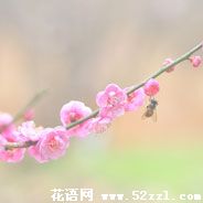 镇海梅花的花语