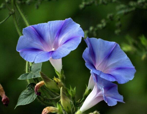 镇海牵牛花花语