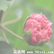 镇海芙蓉花的花语