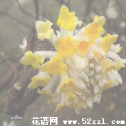 镇海打结花（黄瑞香）的花语