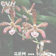 镇海花蜘蛛兰的花语