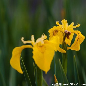 镇海小鸢尾花（明黄色）的花语