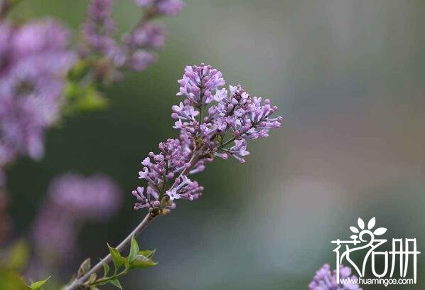 镇海丁香花的花语是什么 纯洁的初恋