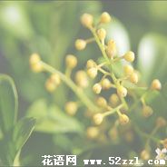 镇海米兰花的花语