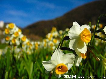 镇海山水仙的花语