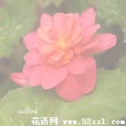 镇海待宵花的花语