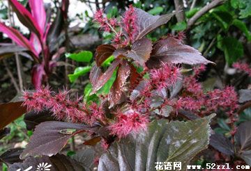 镇海红桑花（铁苋菜）的花语