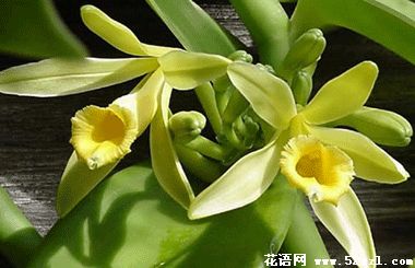 镇海香子兰（香荚兰）的花语