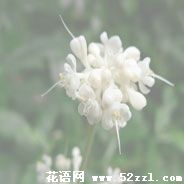 镇海杜若花的花语