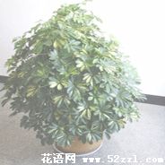 镇海鹅掌柴的花语