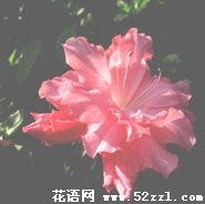 镇海杜鹃花的花语