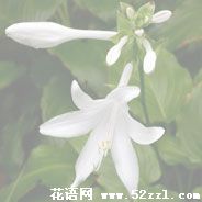 镇海晚香玉（夜来香）的花语