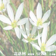 镇海葱兰的花语