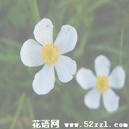 镇海银莲花的花语