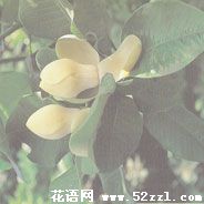 镇海优昙花（山玉兰）的花语